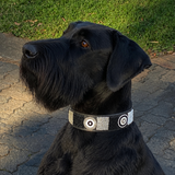 Black Giant Schnauzer in black white and silver beaded leather collar 