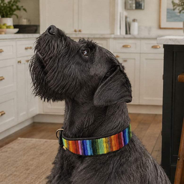 Grey Giant Schnauzer in rainbow coloured beaded leather collar 