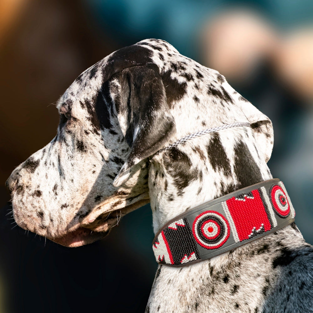 Great dane wearing a red white and black beaded leather collar