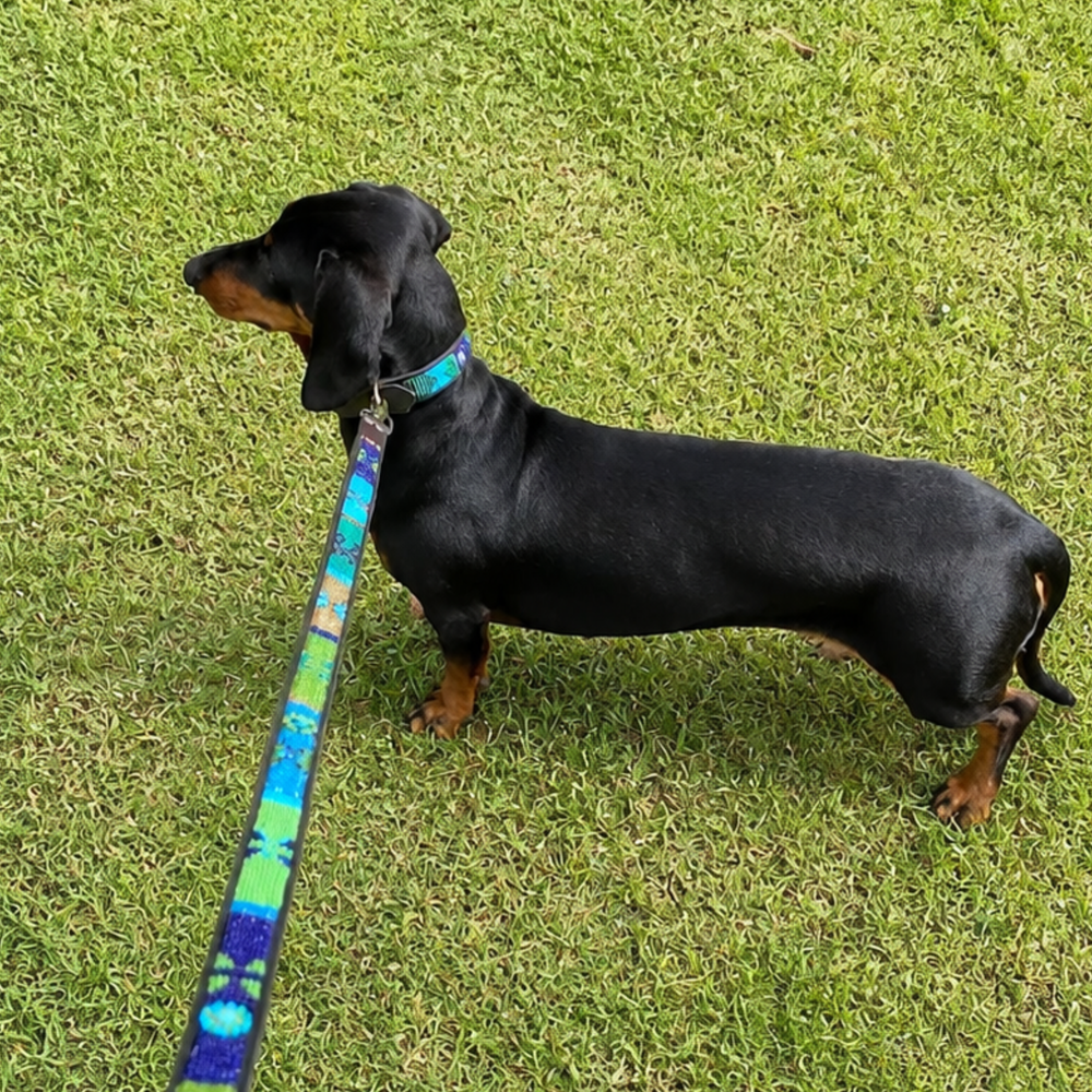 Dog with a matching beaded leather collar and leash in blue green and gold Peacock design from The Maasai Collection 