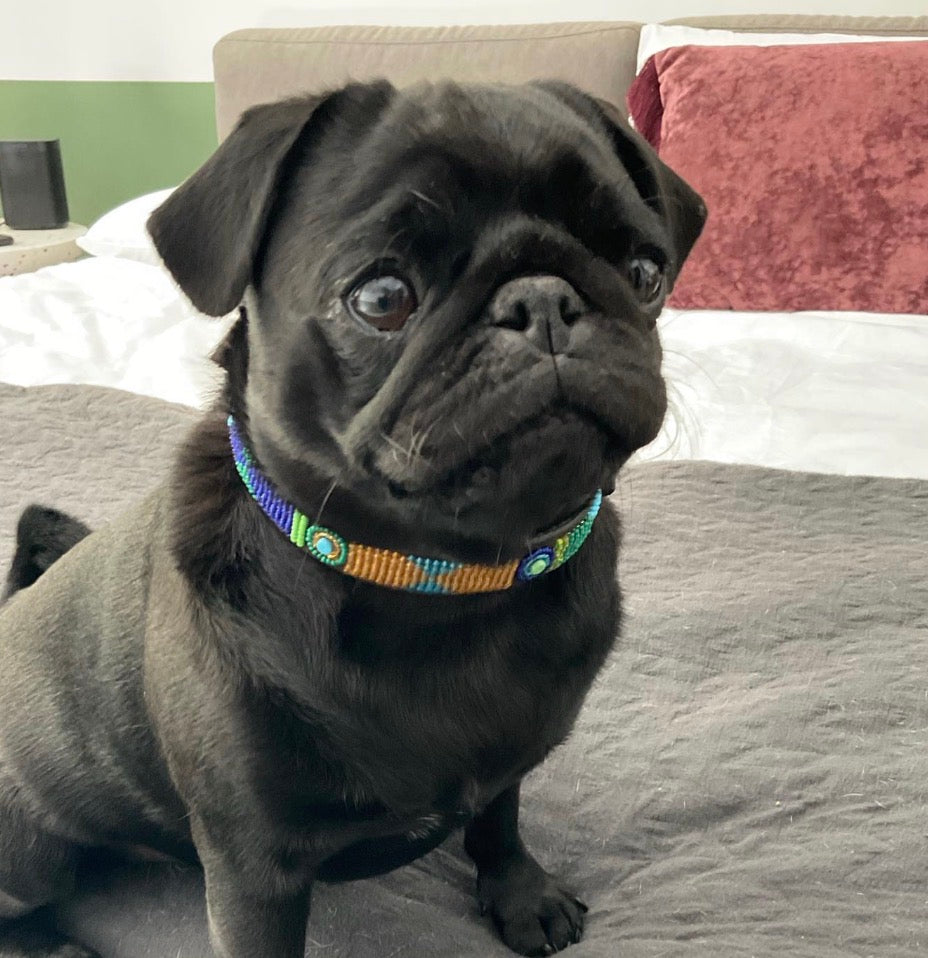 Black pug wearing a peacock blue green and gold beaded leather colorful collar on a bed