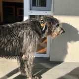 Irish Wolfhound with colourful beaded leather collar 