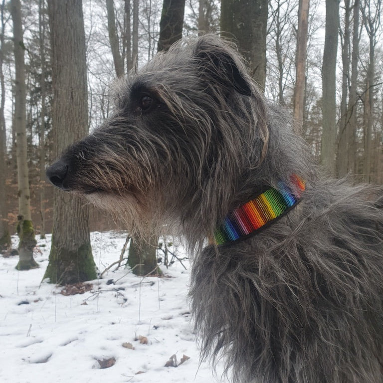 Irish Wolfhound with a beaded leather rainbow collar standing in a snowy forest