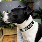 Black and white jack russell dog wearing a beautiful black white and silver beaded leather collar