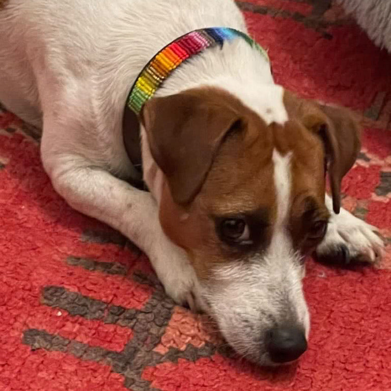 Jack Russell Dog wearing a Rainbow beaded leather collar lying on a red patterned rug