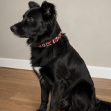 Dog Collar for Border Collie