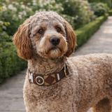 Labradoodle in extrawide leather beaded collar standing on a stone path in a garden