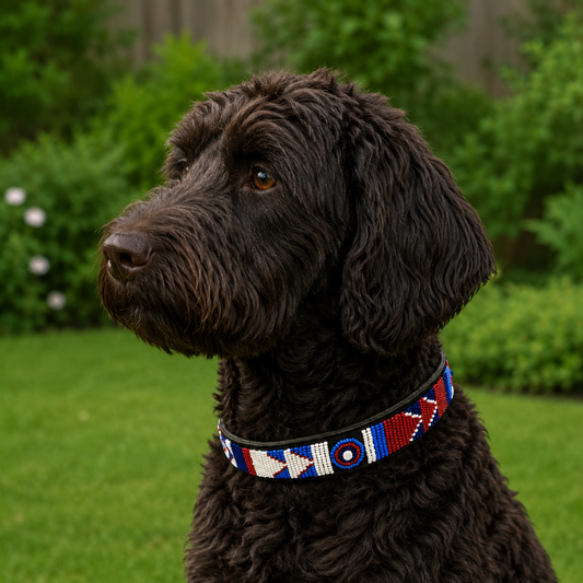 Labradoodle dog wearing a red white and blue beaded leather collar in a garden setting