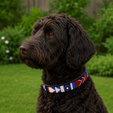 Labradoodle dog wearing a red white and blue beaded leather collar in a garden setting