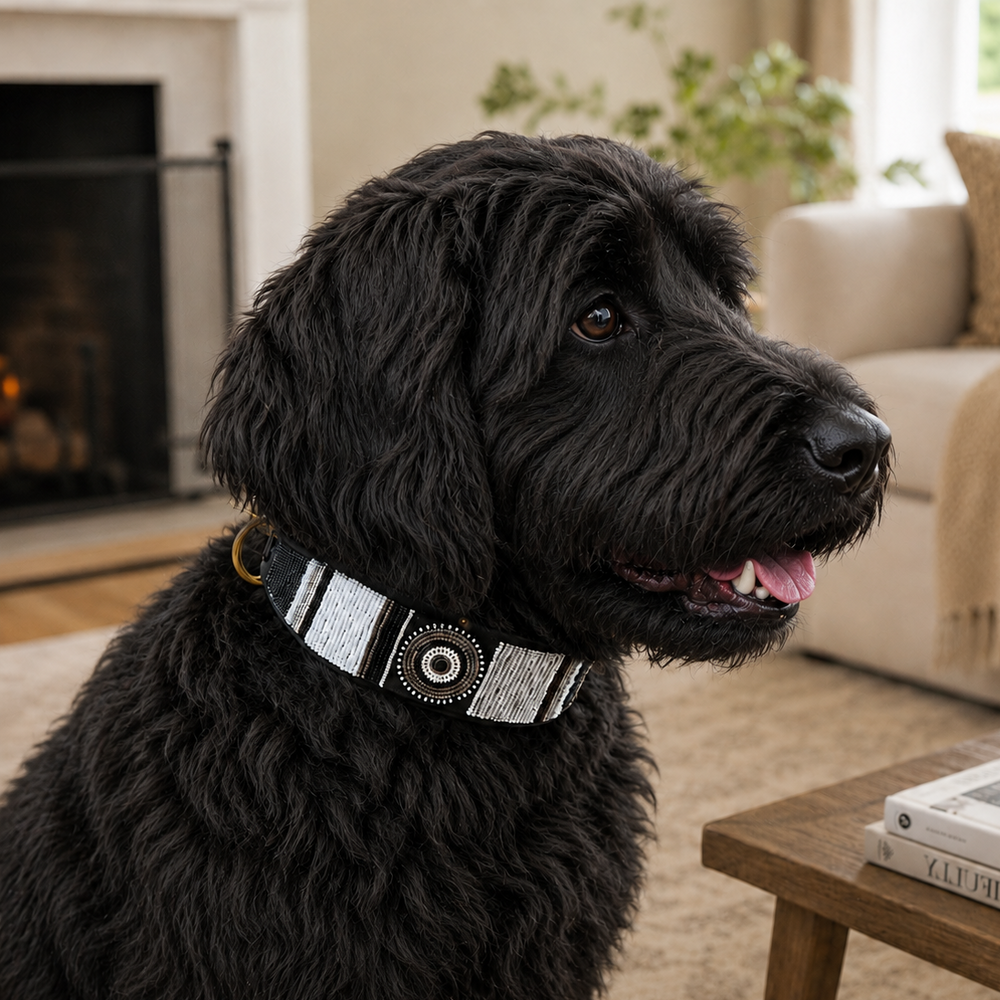 Black Labradoodle wearing an extra-wide black white and silver beaded leather collar in a living room setting