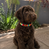 Labradoodle dog wearing a multi-coloured beaded leather collar in a garden setting