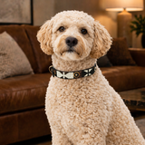cream Labradoodle dog wearing a brown white and gold beaded leather collar