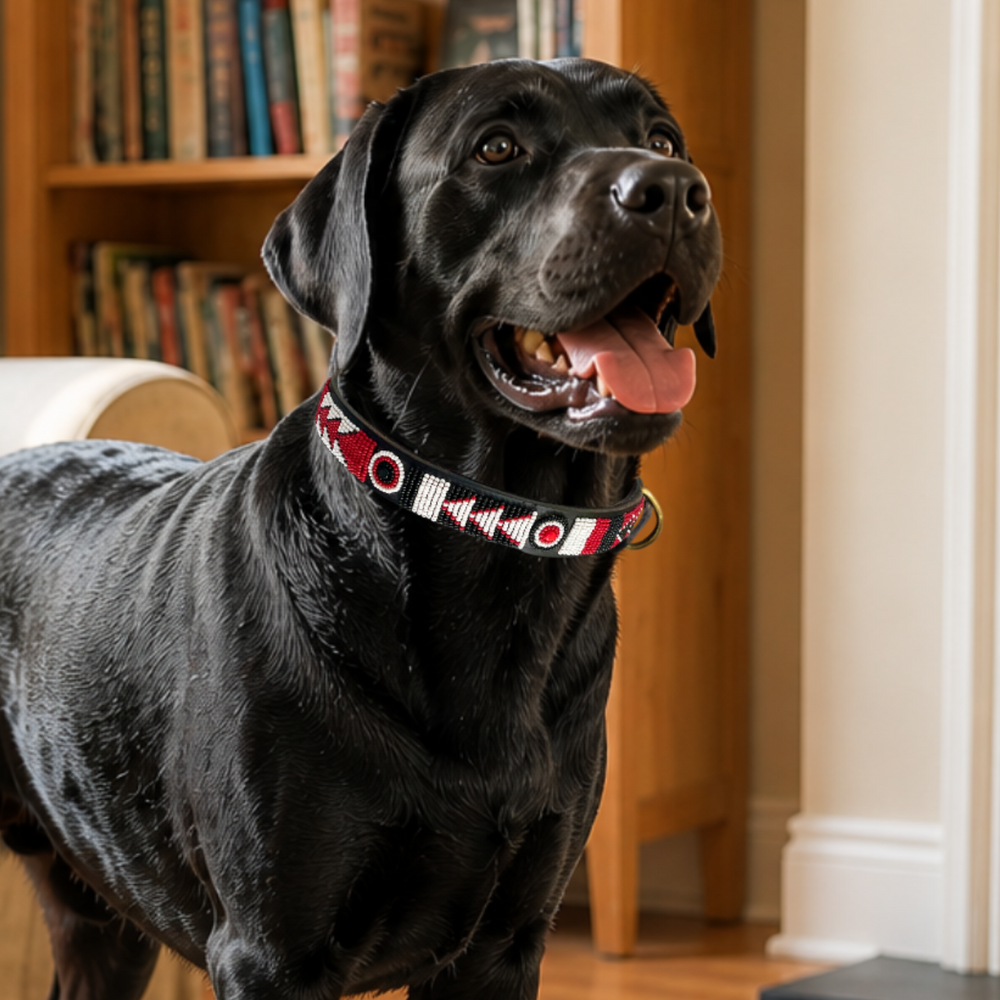 Black Labrador in red white and black beaded leather collar in a living room
