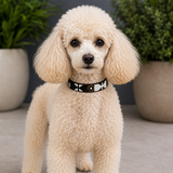 Cream Miniature poodle wearing brown black and gold beaded leather collar