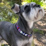 standard schnauzer with red white and blue beaded leather collar standing outdoors on a natural background