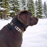Dog Collar for Labrador