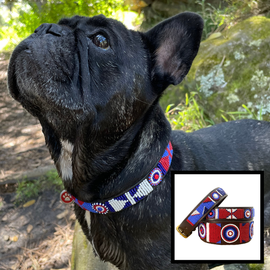 dog wearing red white and blue 'Liberty design' handmade beaded leather collar from The Maasai Collection 