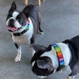 Dog Collar for Boston Terrier