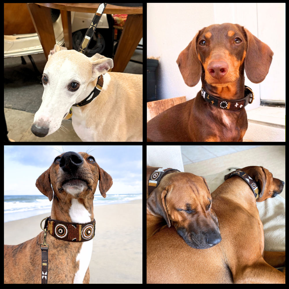 Collage of four dogs wearing various sizes and widths of brown black and gold handmade beaded leather collar from The Maasai Collection 