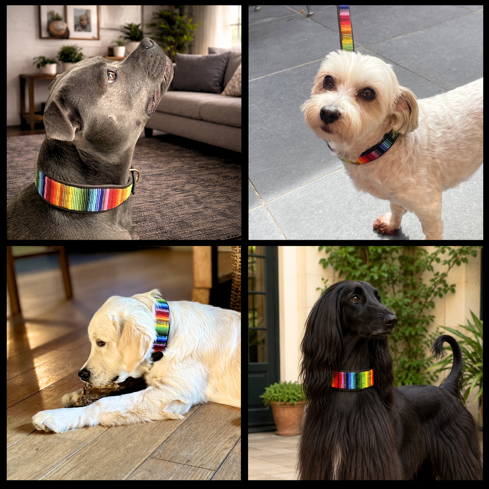 Collage of four dogs wearing various sizes and widths of rainbow design handmade beaded leather collars from The Maasai Collection 