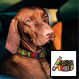 dog wearing a multi-coloured handmade beaded leather collar in the Sundance design from The Maasai Collection