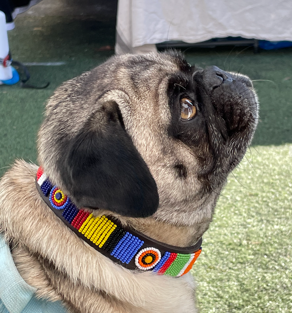 Pug wearing a colorful beaded leather maasai collar on a grassy surface