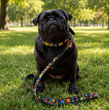Black pug sitting on grass with a colorful beaded leather dog collar and leash