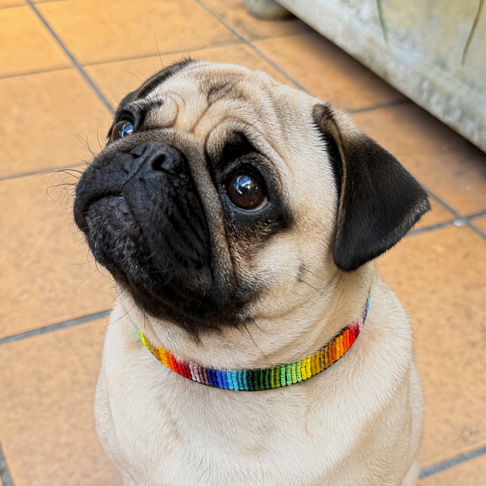 Pug wearing a rainbow beaded leather maasai collar 