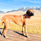 Rhodesian Ridgeback in extra-wide multicoloured beaded leather dog collar 