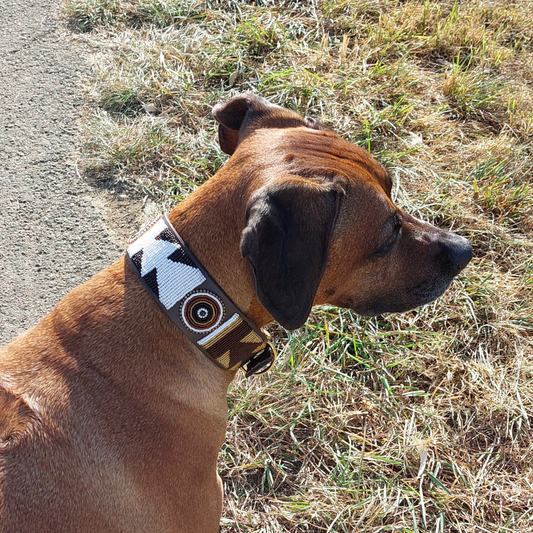 Dog Collar for Rhodesian Ridgeback