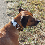 Dog Collar for Rhodesian Ridgeback