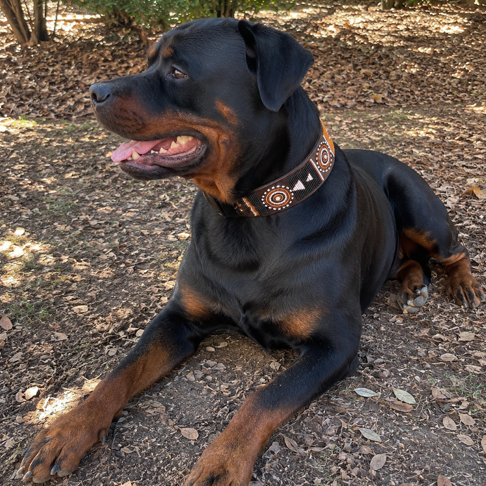 Rottweiler dog in striking brown black gold and white beaded leather collar sitting on a leaf-covered ground with trees in the background