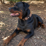 Rottweiler dog in striking brown black gold and white beaded leather collar sitting on a leaf-covered ground with trees in the background
