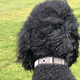 Dog Collar for Standard Poodle