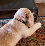 Dog Collar for Cavoodle