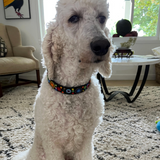 Dog Collar for Standard Poodle
