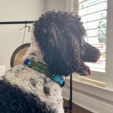 Dog Collar for Standard Poodle