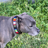 Gray dog wearing a colorful collar in a grassy area