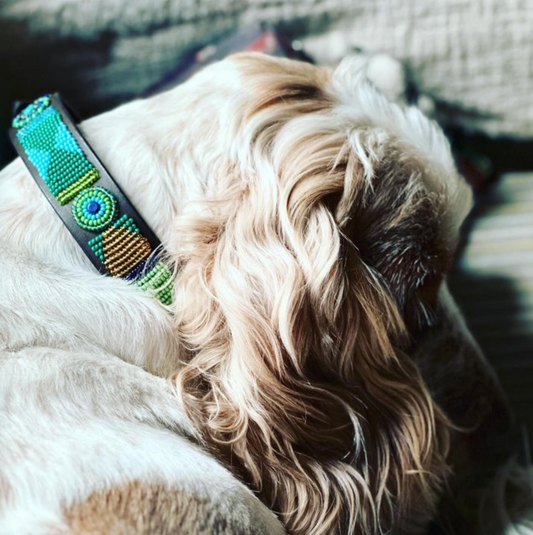 Dog Collar for Cocker Spaniel