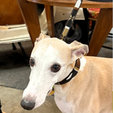 Dog Collar for Whippet