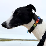 Dog Collar for Whippet