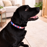 Dog Collar for Labrador