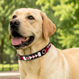 Dog Collar for Labrador