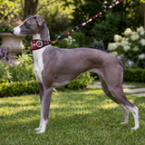 Dog Collar for Whippet
