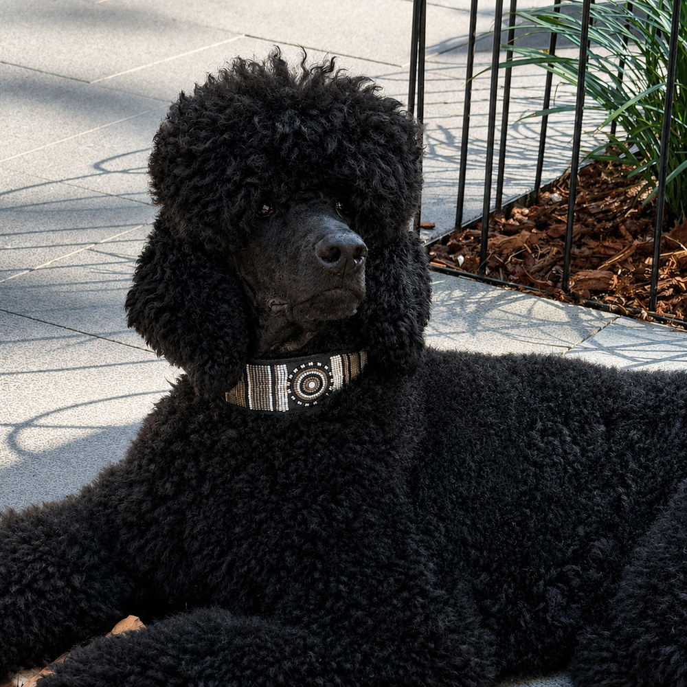 Black standard poodle with extra-wide black white and silver beaded leather lurcher collar 