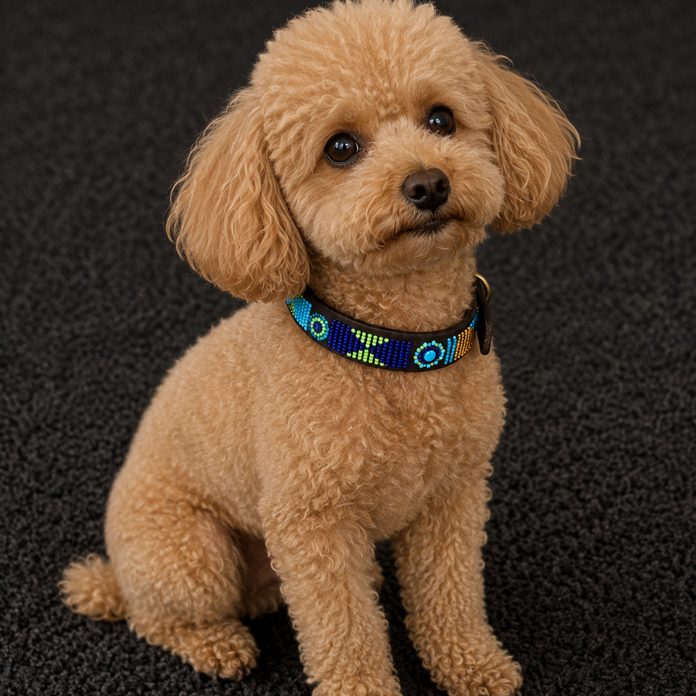 Toy Poodle wearing a peacock blue green and gold beaded leather collar.