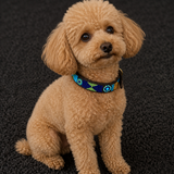 Toy Poodle wearing a peacock blue green and gold beaded leather collar.