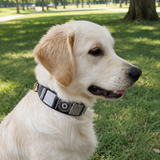 Dog Collar for Golden Retriever