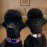 Dog Collar for Standard Poodle
