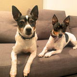 Dog Collar for Jack Russell